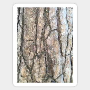 Bark - Scots pine Sticker